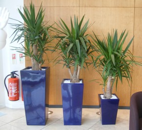 Tall square plant displays in Stoke on Trent